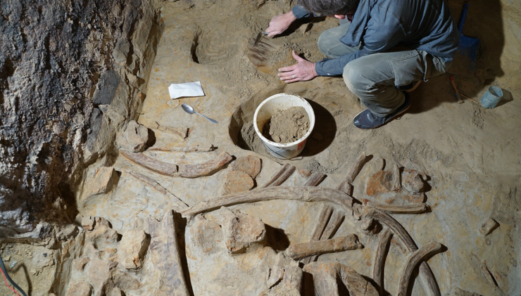 There was a mammoth hiding in the wine cellar